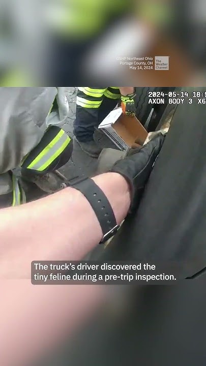 Trapped Kitty Rescued From Truck Wheel