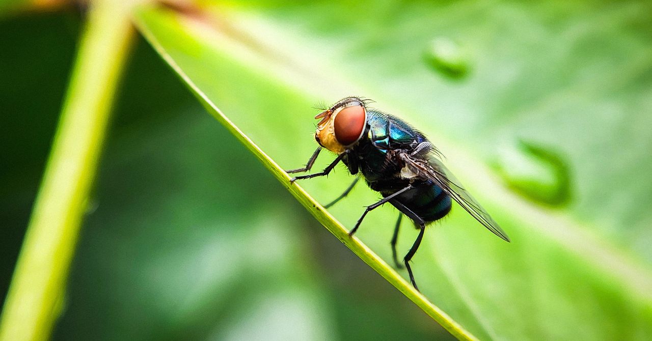 The US Has a Plan to Combat Screwworm. It Involves a Lot More Flies